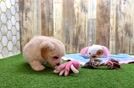 Meet Isaiah - our Maltipoo Puppy Video