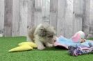 Havapoo Puppy for Adoption