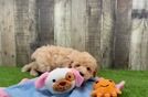 Meet Negan - our Poodle Puppy Video