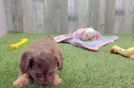 Small Cavapoo Baby