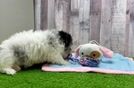 Havapoo Puppy for Adoption