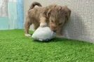 Playful Yo Yo Poo Poodle Mix Puppy