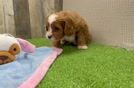 Cavapoo Pup Being Cute