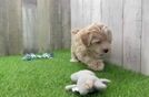 Happy Maltipoo Baby