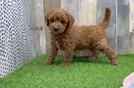 Petite Mini Goldendoodle Poodle Mix Pup