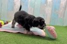 Shih Poo Puppy for Adoption