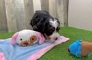 Meet Rico Suave - our Mini Bernedoodle Puppy Video