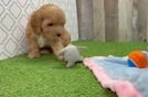 Playful Cavapoodle Poodle Mix Puppy