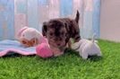 Funny Yorkie Poo Poodle Mix Pup