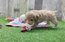 Fluffy Maltipoo Poodle Mix Pup