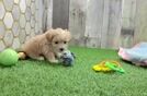 Meet Hadley - our Maltipoo Puppy Video