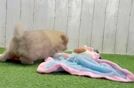 Pomeranian Puppy for Adoption