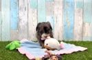 Mini Bernedoodle Pup Being Cute