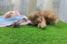 Fluffy Mini Goldendoodle Poodle Mix Pup