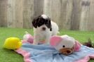 Happy Cavapoo Baby