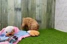 Small Poodle Purebred Pup