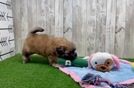 Meet Adam - our Shih Poo Puppy Video