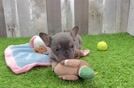 Smart Frenchie Purebred Puppy