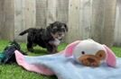 Yorkie Poo Puppy for Adoption