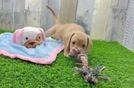 Dachshund Puppy for Adoption