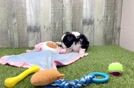 Playful Aussie Bichon Designer Puppy
