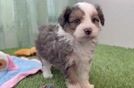 Mini Aussiedoodle Pup Being Cute