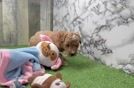 Meet Joe - our Mini Goldendoodle Puppy Video