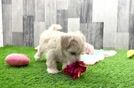 Maltipoo Pup Being Cute