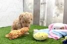 Maltipoo Puppy for Adoption