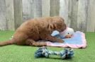 Mini Goldendoodle Pup Being Cute