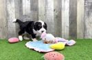 Meet Movado - our Mini Bernedoodle Puppy Video