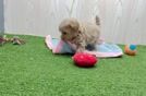 Maltipoo Puppy for Adoption