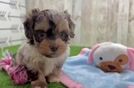 Shih Poo Pup Being Cute