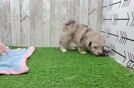 Funny Shih Poo Poodle Mix Pup