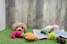 Hypoallergenic Poodle Baby