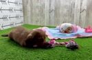 Meet Shortcake - our Dachshund Puppy Video