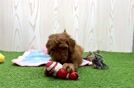 Meet Whiskey - our Mini Goldendoodle Puppy Video