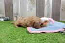 Cavapoo Puppy for Adoption
