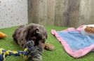Meet Raelynn - our Poodle Puppy Video