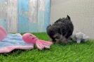 Happy Yorkie Poo Baby