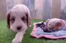 Playful Cavapoodle Poodle Mix Puppy