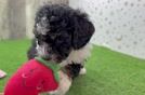 Adorable Mini Berniedoodle Poodle Mix Puppy