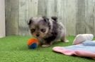 Maltipom Puppy for Adoption