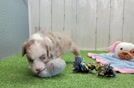 Little Mini Aussiepoo Poodle Mix Puppy