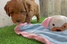 Best Mini Goldendoodle Baby