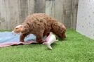 Best Poodle Baby