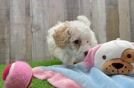 Poochon Puppy for Adoption