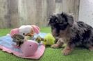 Best Poodle Baby