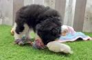 Pomeranian Puppy for Adoption