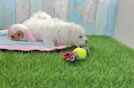 Hypoallergenic Maltese Purebred Pup